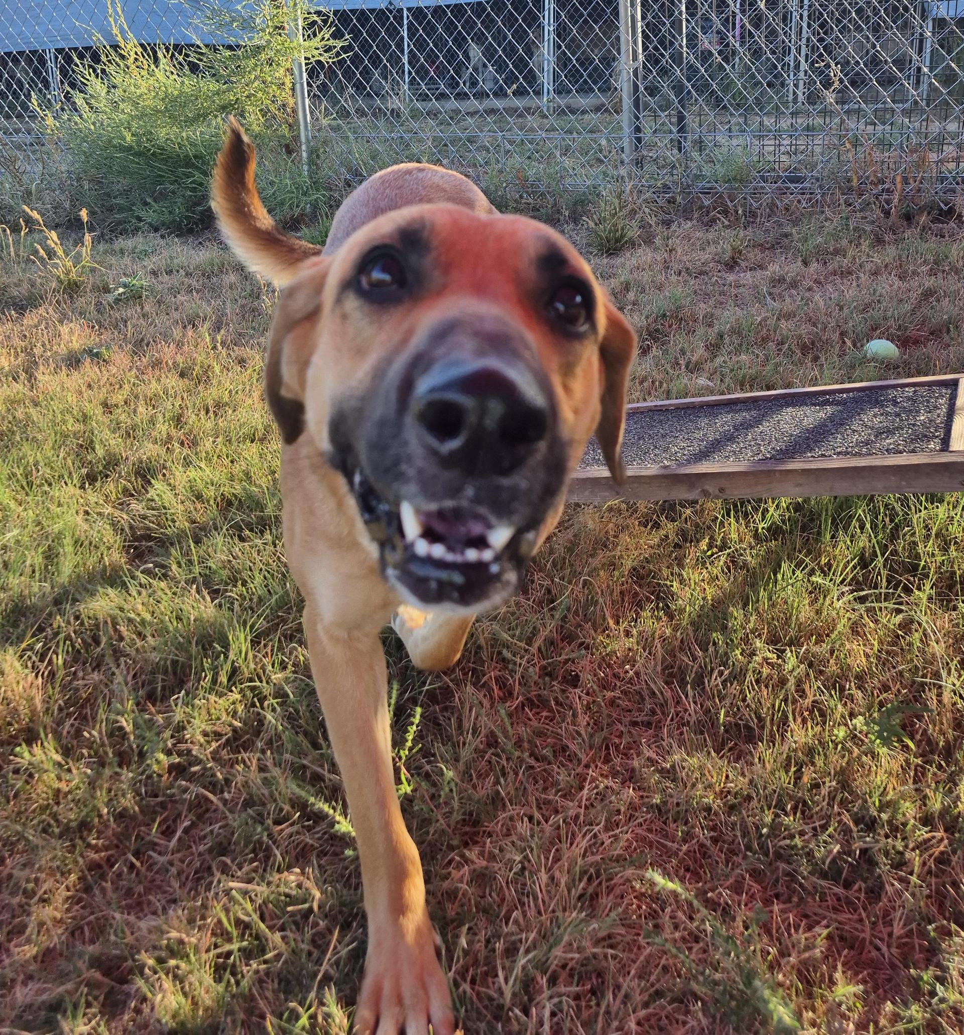 An adult medium-sized female Yellow / Tan / Blond / Fawn German Shepherd Dog dog named Elizabeth for adoption in Canyon, TX