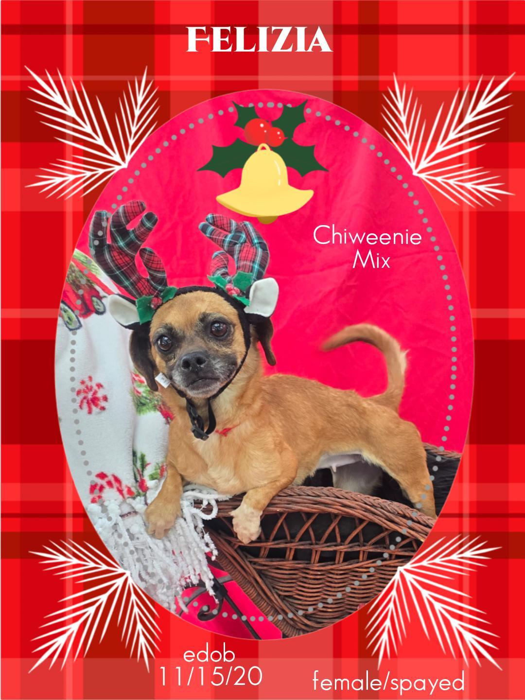 An adult small-sized female Brown / Chocolate Chihuahua dog named Felizia Wvt for adoption in Missouri City, TX