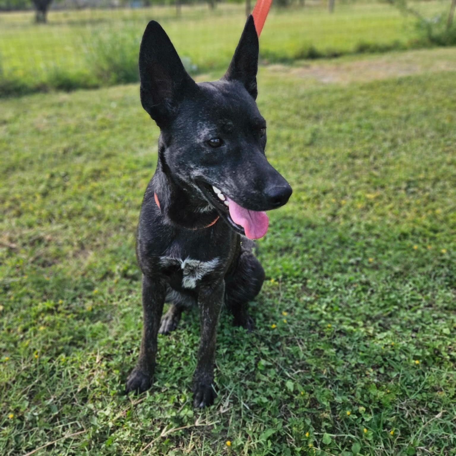 A young medium-sized female Dutch Shepherd dog named Elsa for adoption in Harlingen, TX