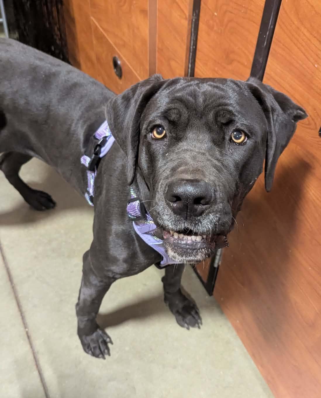 Circe Taking Applications Only