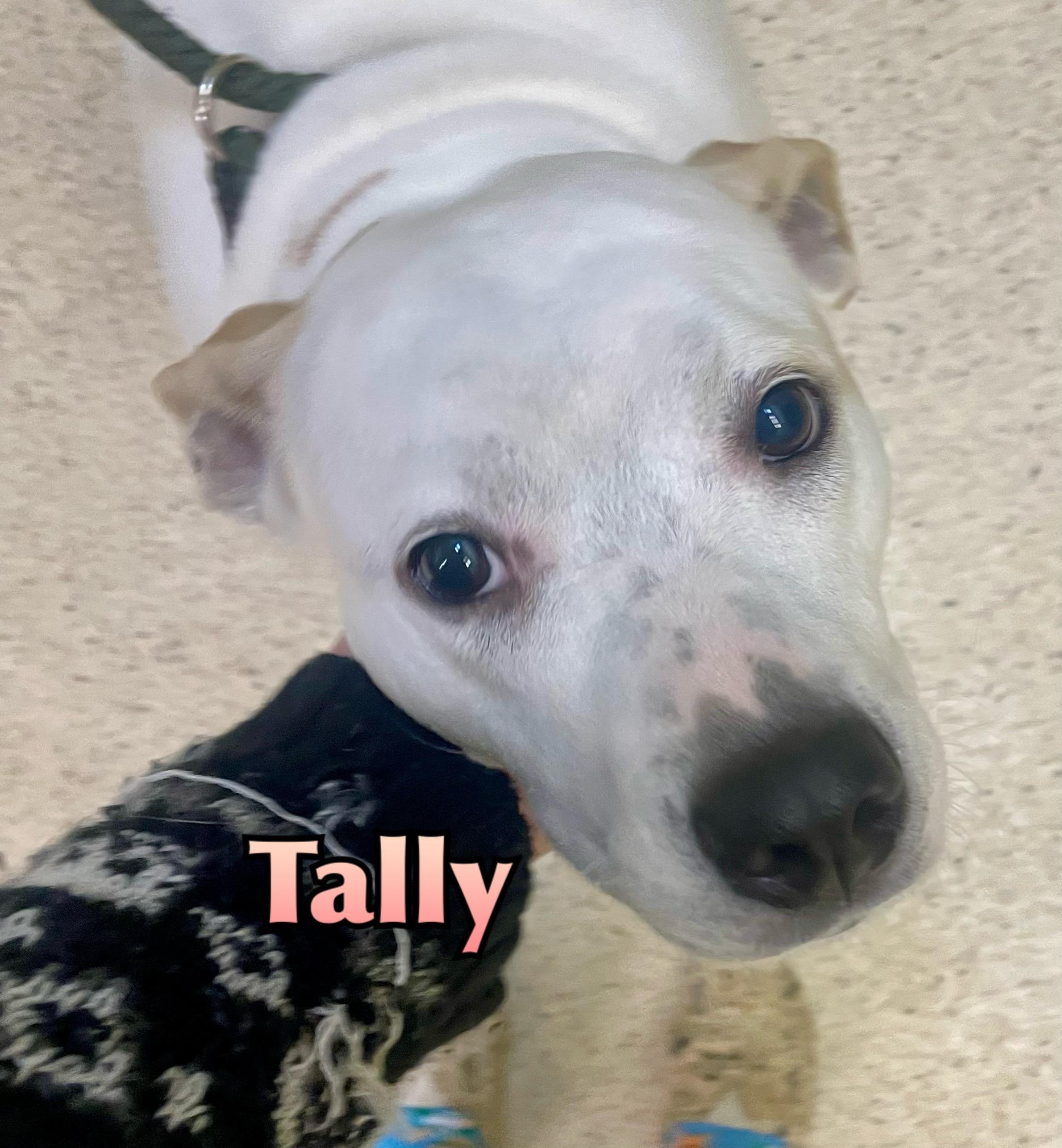 Tally