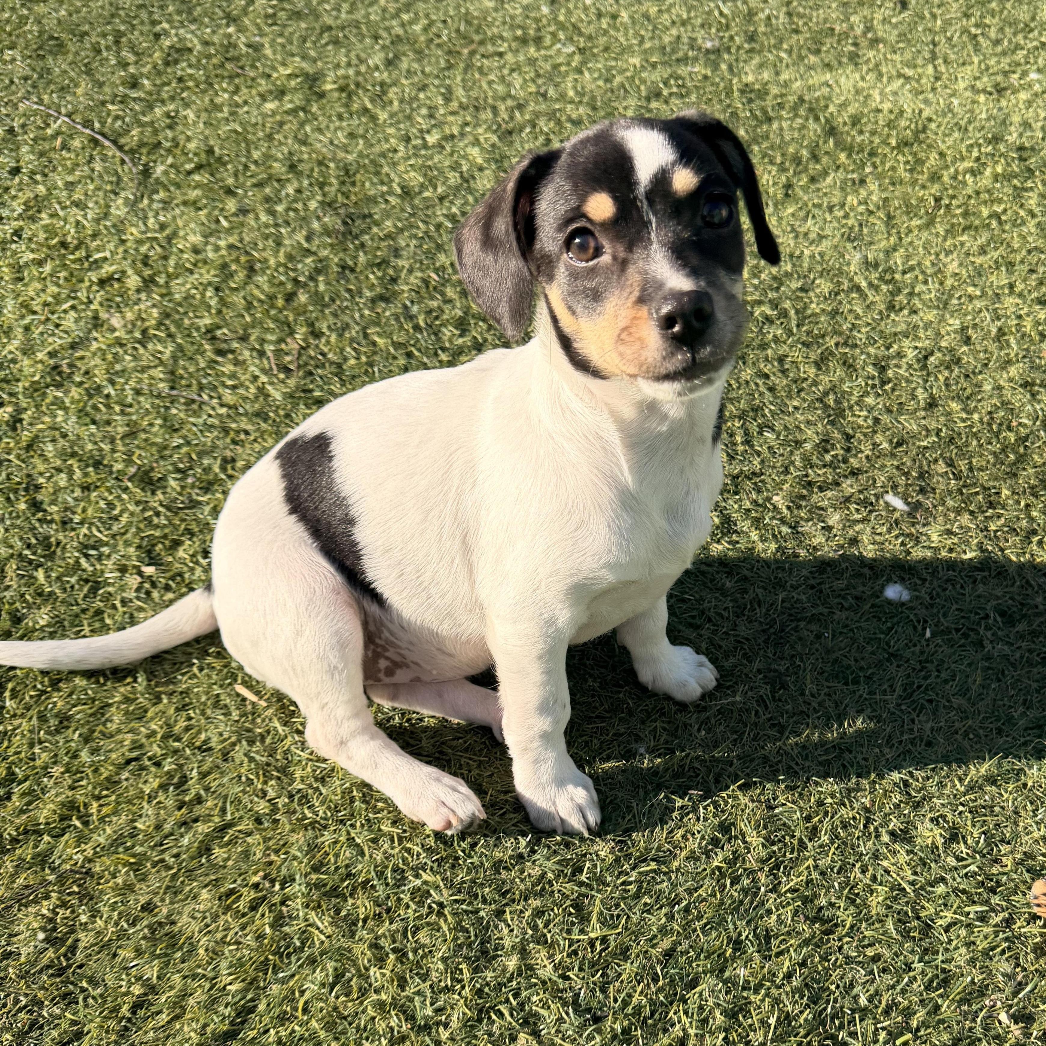 Olive The Pizza photo 1