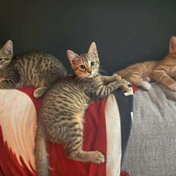 Joni Mitchell photo 1