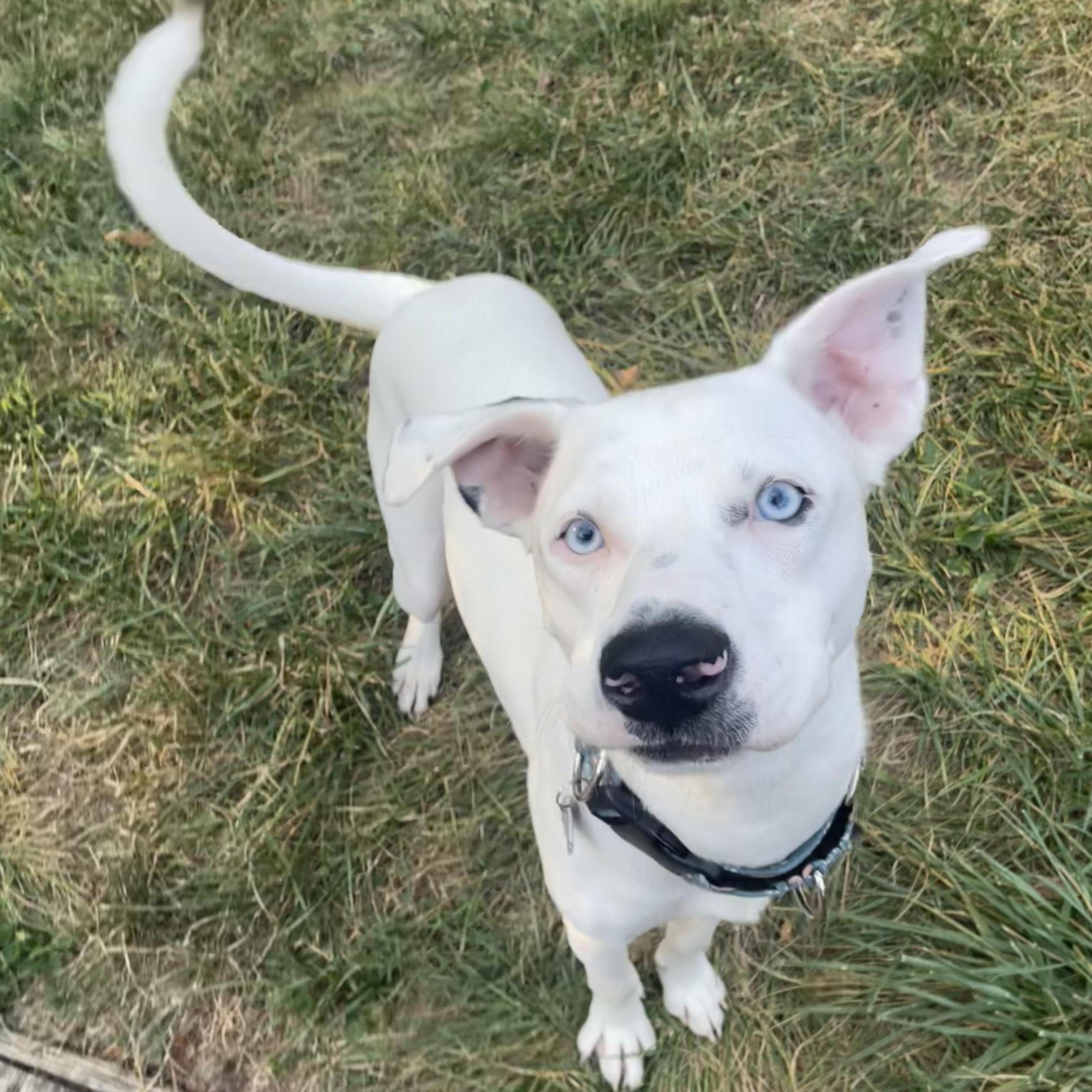 Courtesy Listing: Provolone