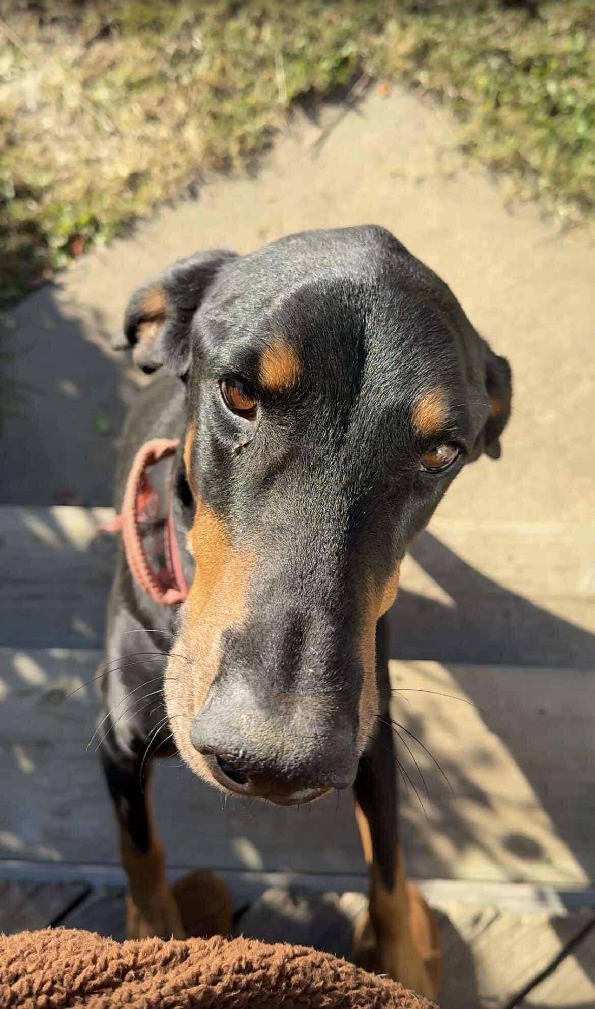 An adult large-sized male Doberman Pinscher dog named Zeus for adoption in Buffalo, MN