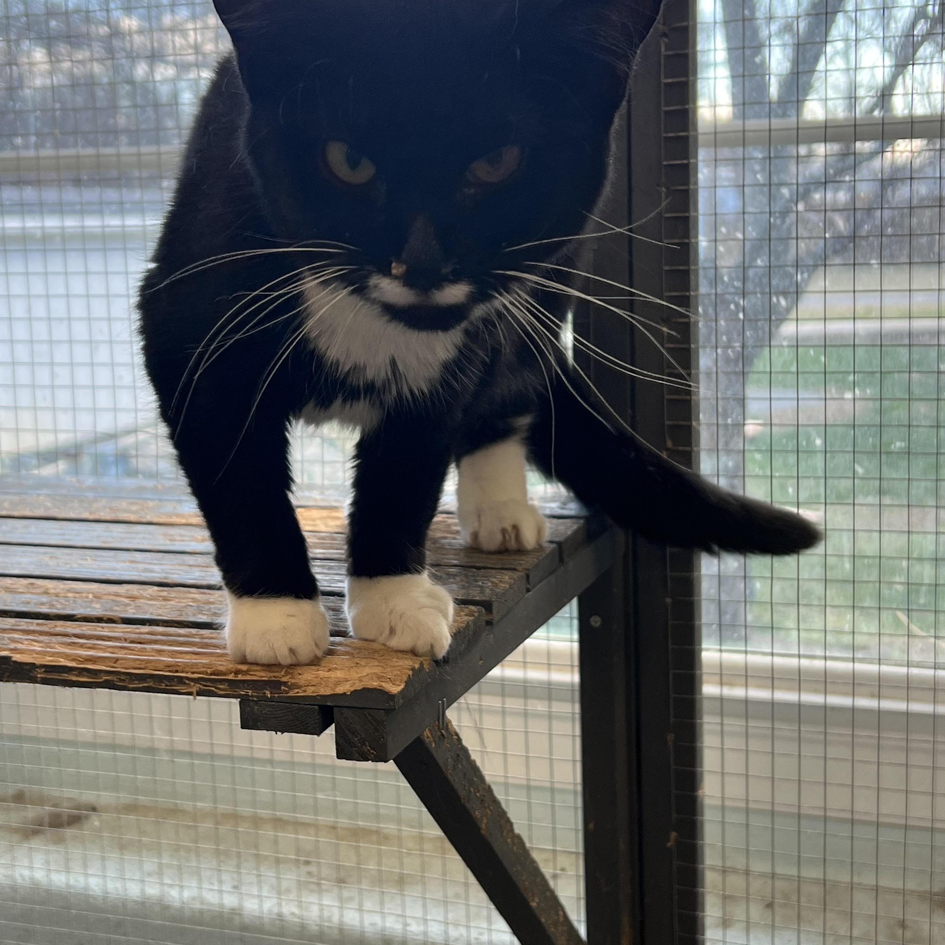 Toon Working Cat Fee