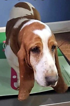 A young medium-sized male Basset Hound dog named Boston for adoption in Mays Landing, NJ