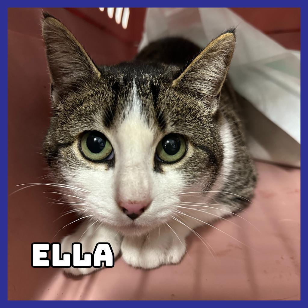 Ella Stray
