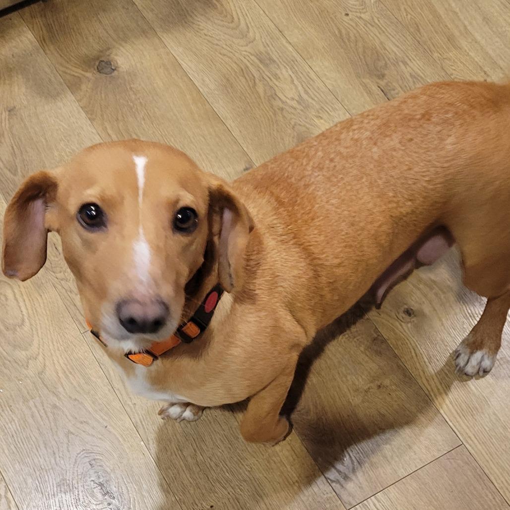 An adult small-sized female Brown / Chocolate Dachshund dog named Lucy for adoption in Alexandria, VA