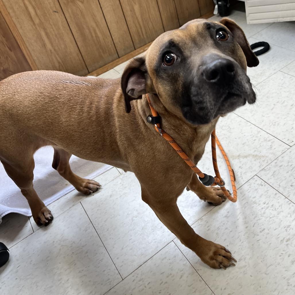A senior medium-sized female Brown / Chocolate Mixed Breed dog named Lumi for adoption in Columbiana, AL