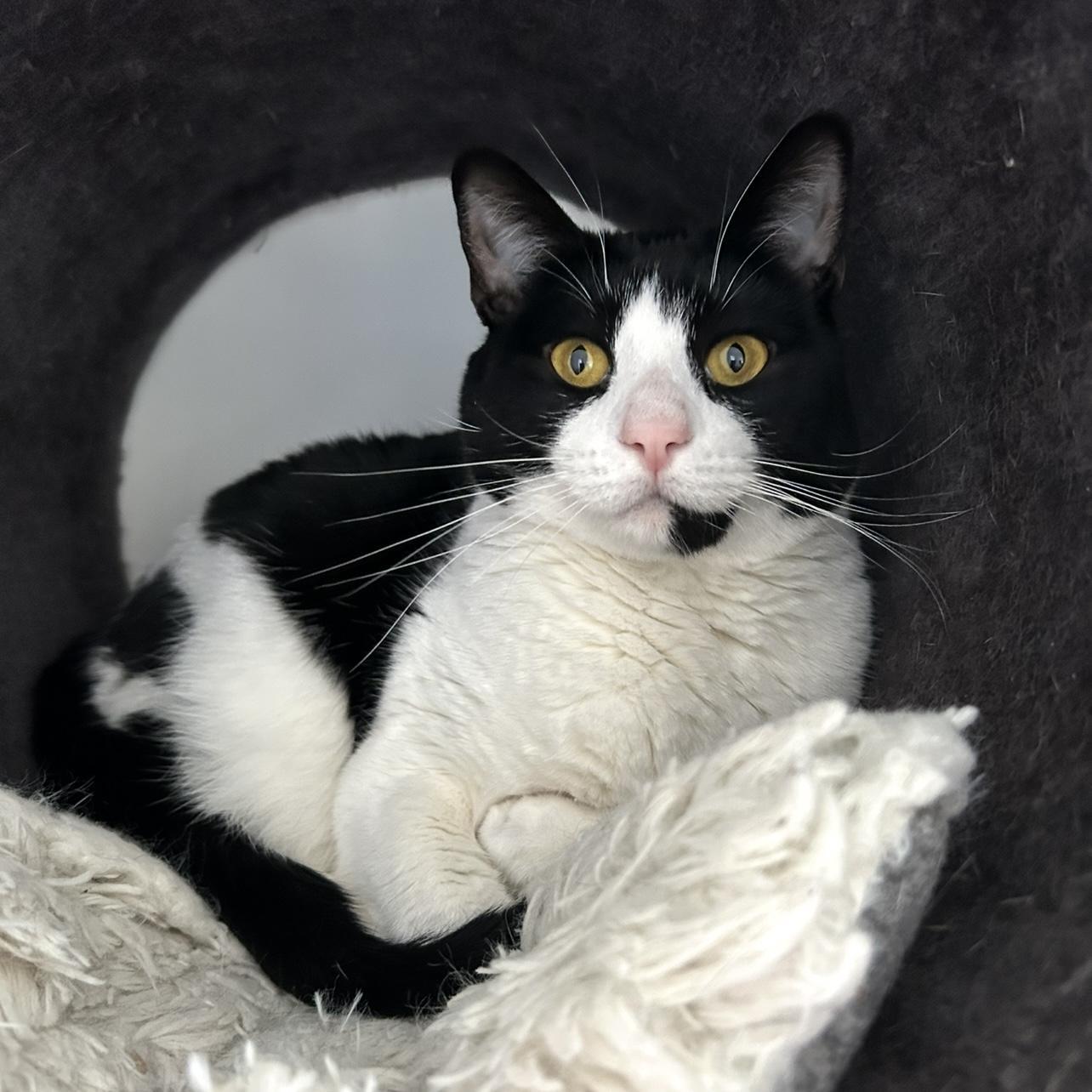 An adult medium-sized female Black & White / Tuxedo Domestic Short Hair cat named Dottie for adoption in Sacramento, CA
