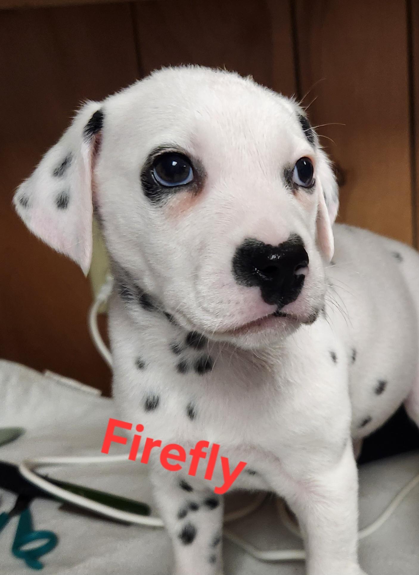 Firefly