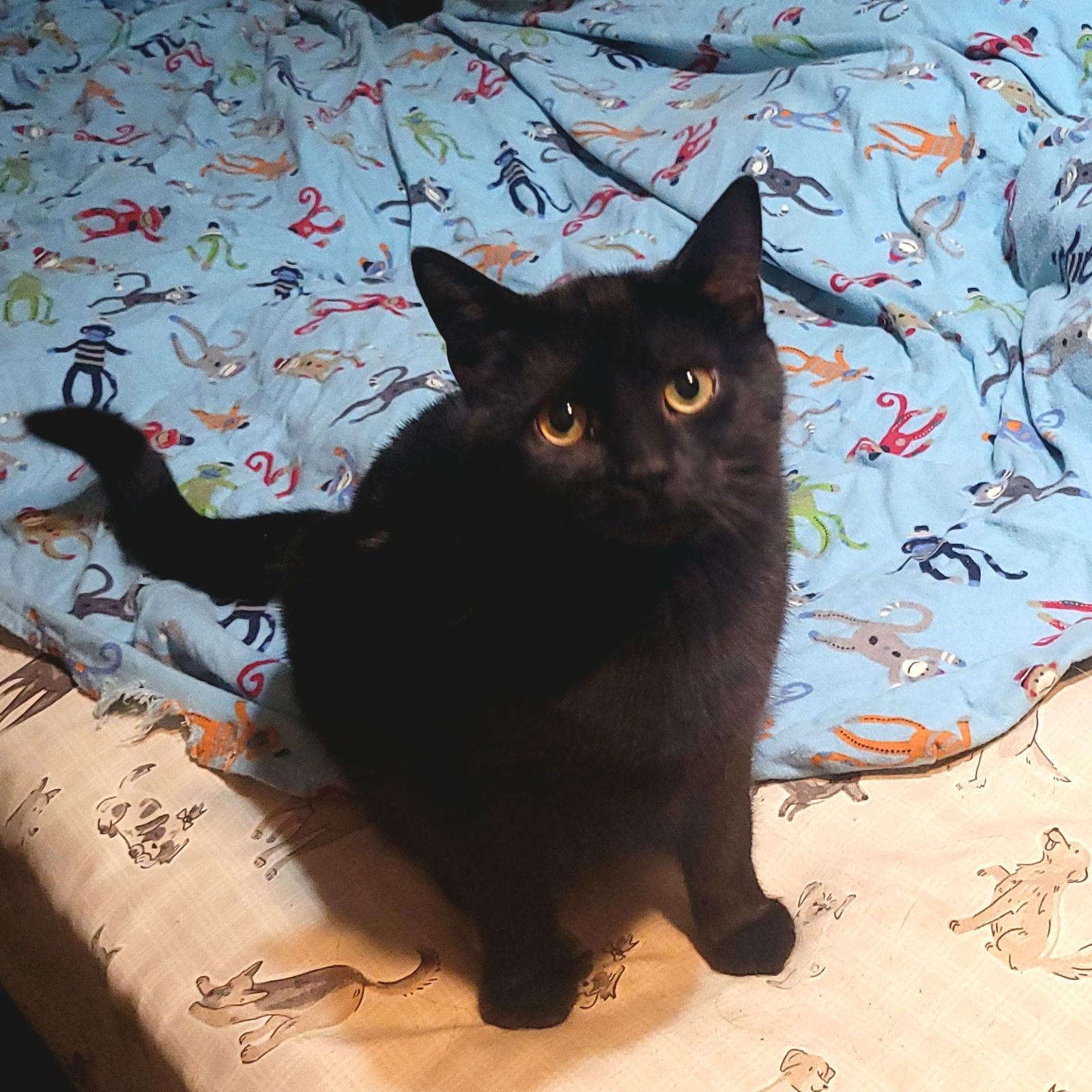A young medium-sized female Black Domestic Short Hair cat named Panther for adoption in Akron, OH