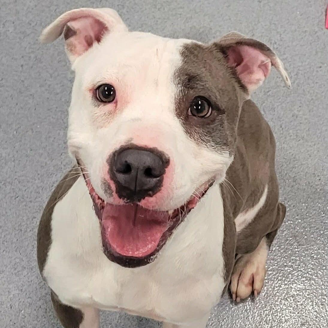 Royalty! Silly Pittie Girl! photo 1