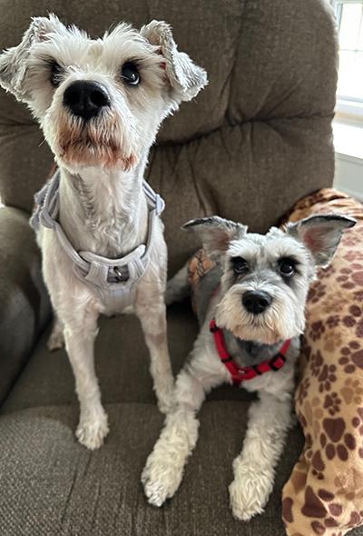 An adult small-sized male Miniature Schnauzer dog named Chance for adoption in Miamisburg, OH