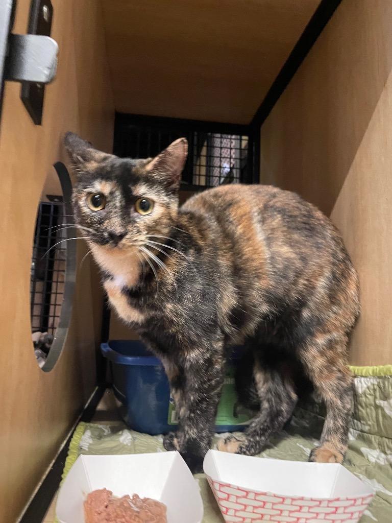 A young medium-sized female Domestic Short Hair cat named Martina for adoption in New York, NY