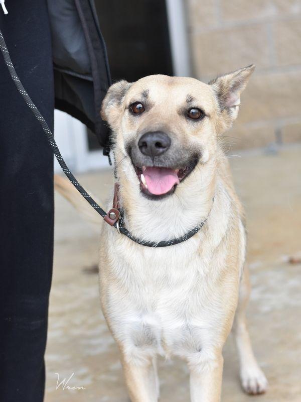 An adult medium-sized female Yellow / Tan / Blond / Fawn Shepherd dog named Wren for adoption in Conroe, TX