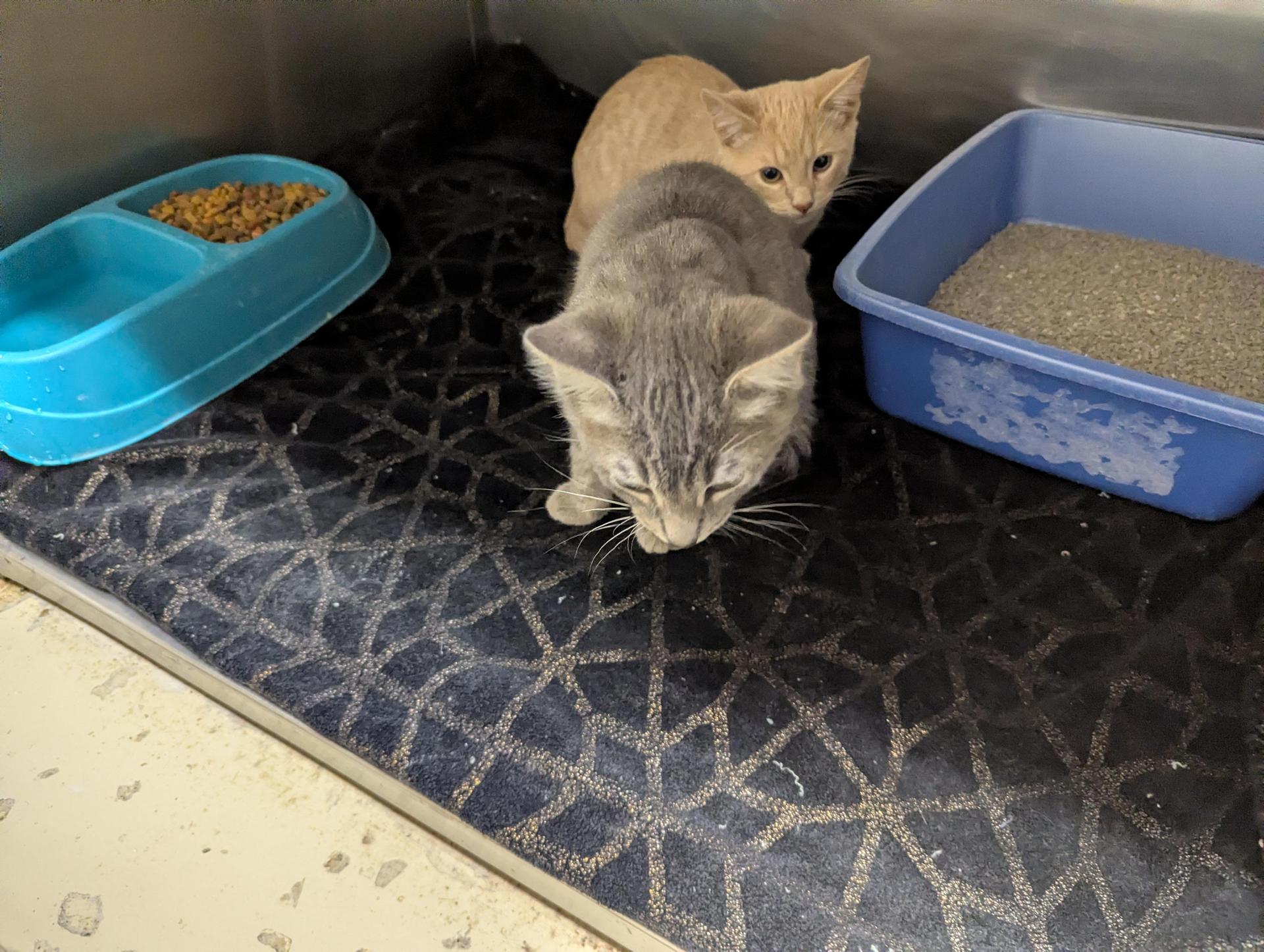 A young medium-sized male Buff / Tan / Fawn Domestic Short Hair cat named Bill A for adoption in Rocky Mount, NC