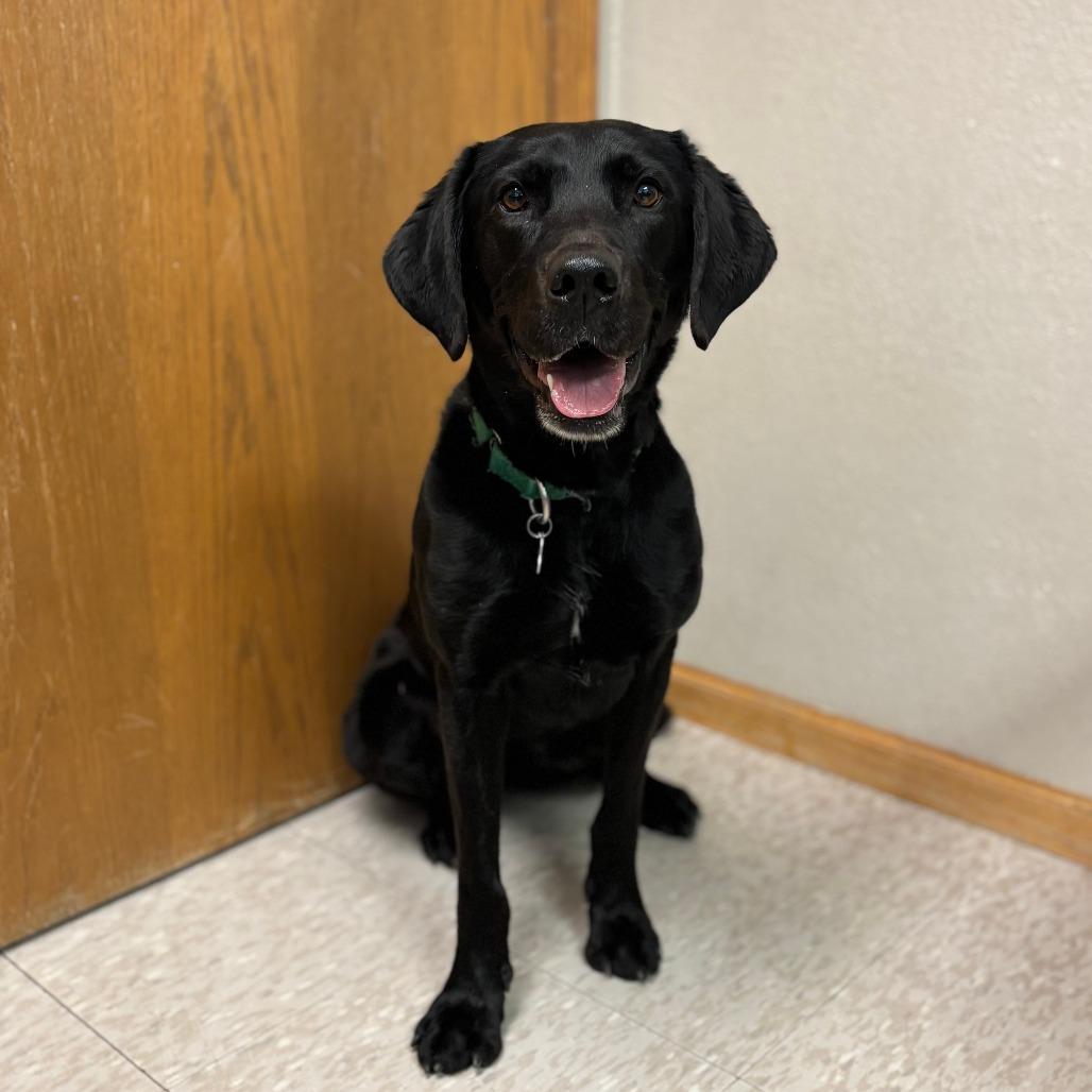 An adult medium-sized female Black Labrador Retriever dog named Sunday for adoption in Fargo, ND