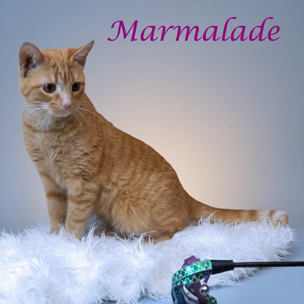 Marmalade C