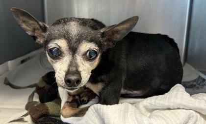 A senior small-sized female Mixed Breed dog named Bekah for adoption in Chamblee, GA