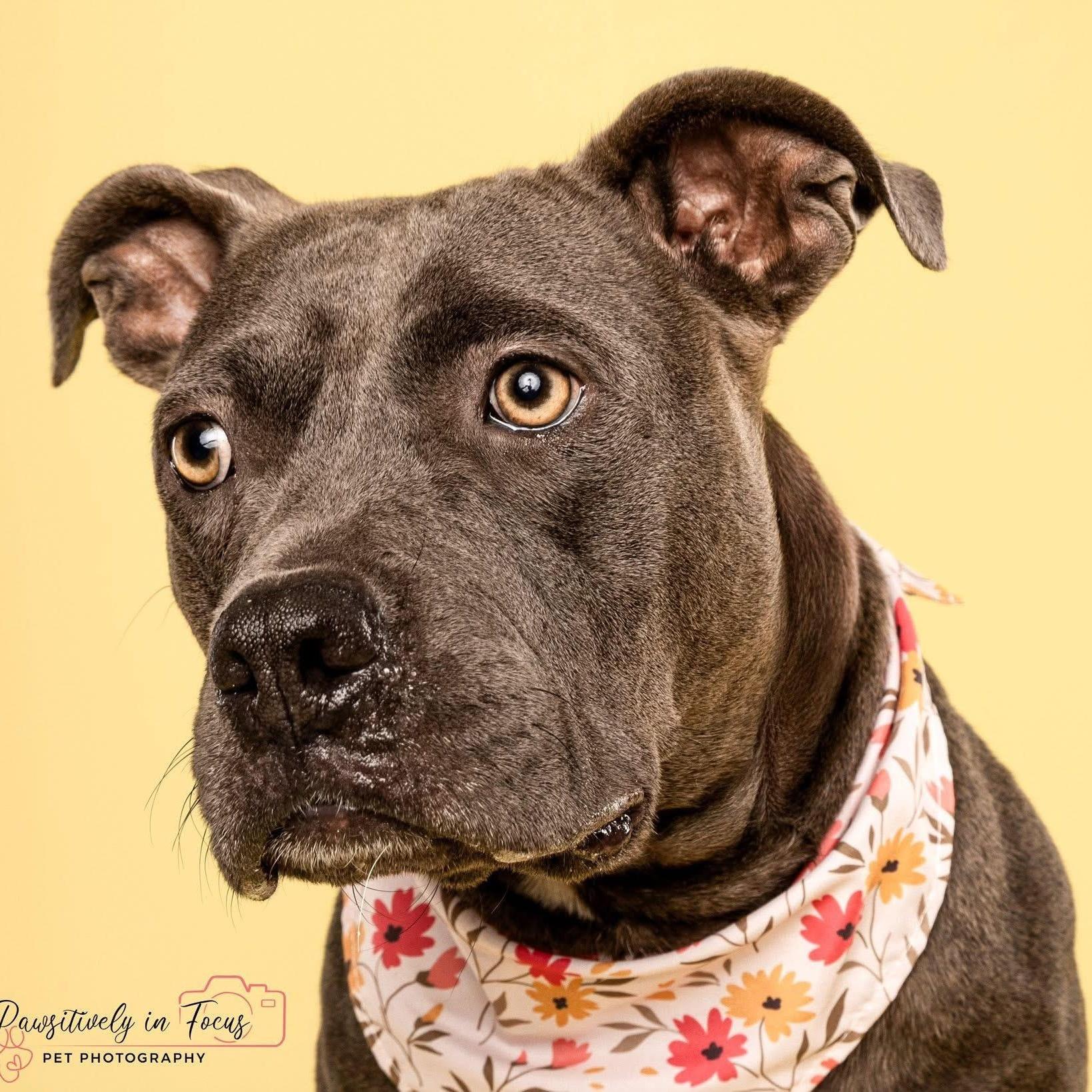 An adult medium-sized female Gray / Blue / Silver Pit Bull Terrier dog named Mulan for adoption in Spring, TX