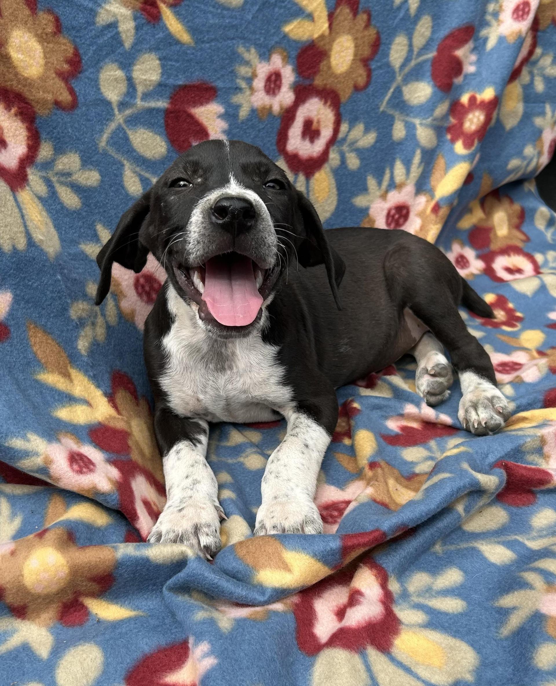 A baby medium-sized male Gray / Blue / Silver Dogo Argentino dog named Doc for adoption in Houston, TX