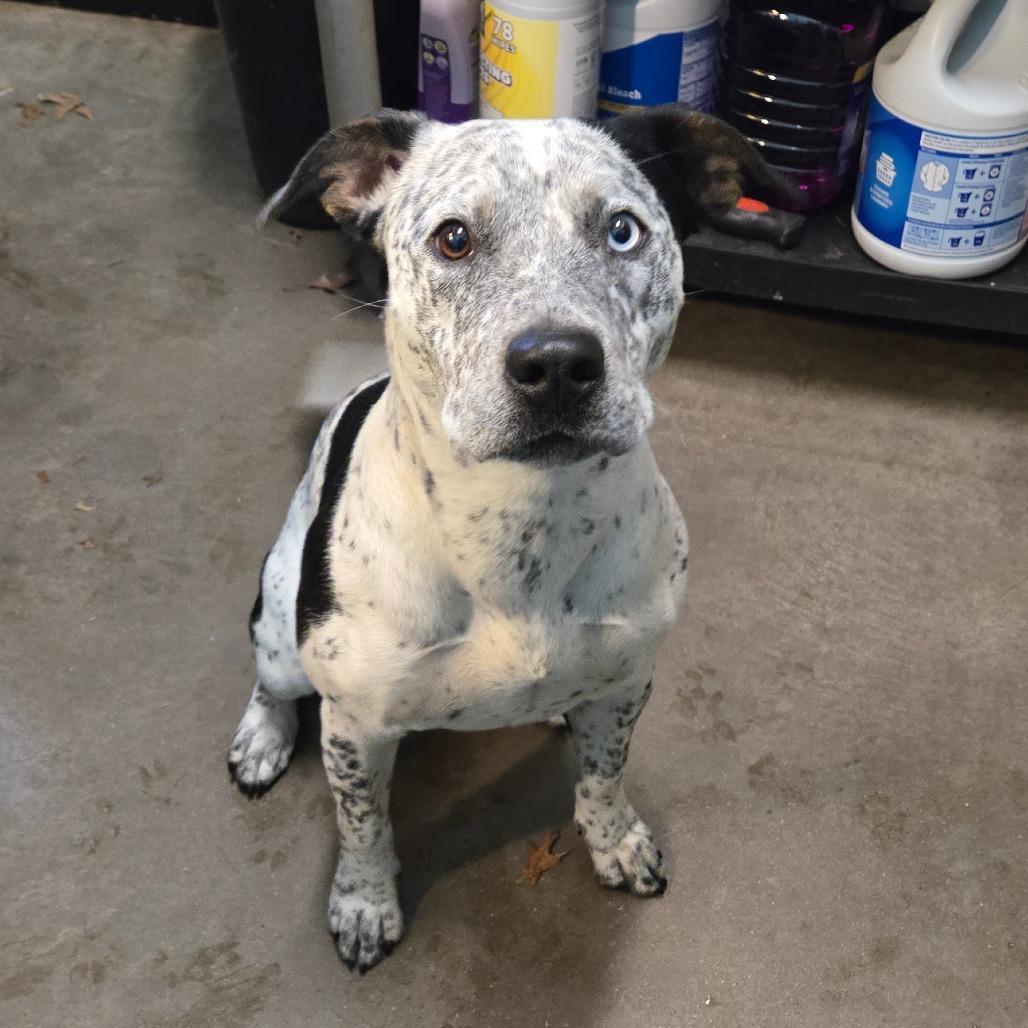 Ozzy Pawsbourne Princess Of