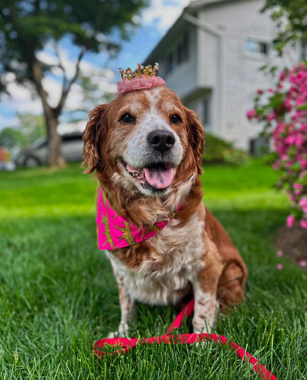A senior medium-sized female English Springer Spaniel dog named Thelma for adoption in Thornwood, NY