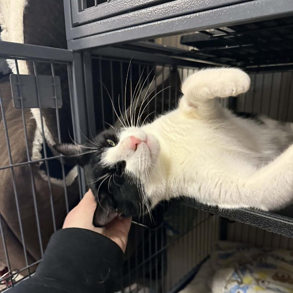 Captain Jack Sparrow