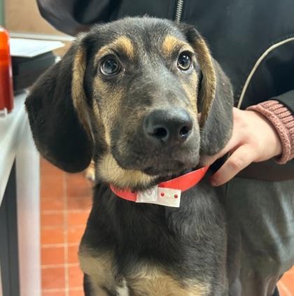 A baby medium-sized male Hound dog named Hank for adoption in East Brookfield, MA
