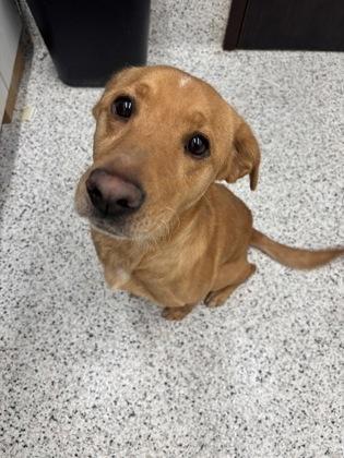 An adult small-sized male Labrador Retriever dog named Maxwell for adoption in Atlanta, GA
