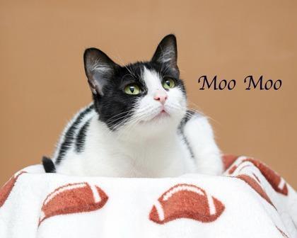 Moomoo