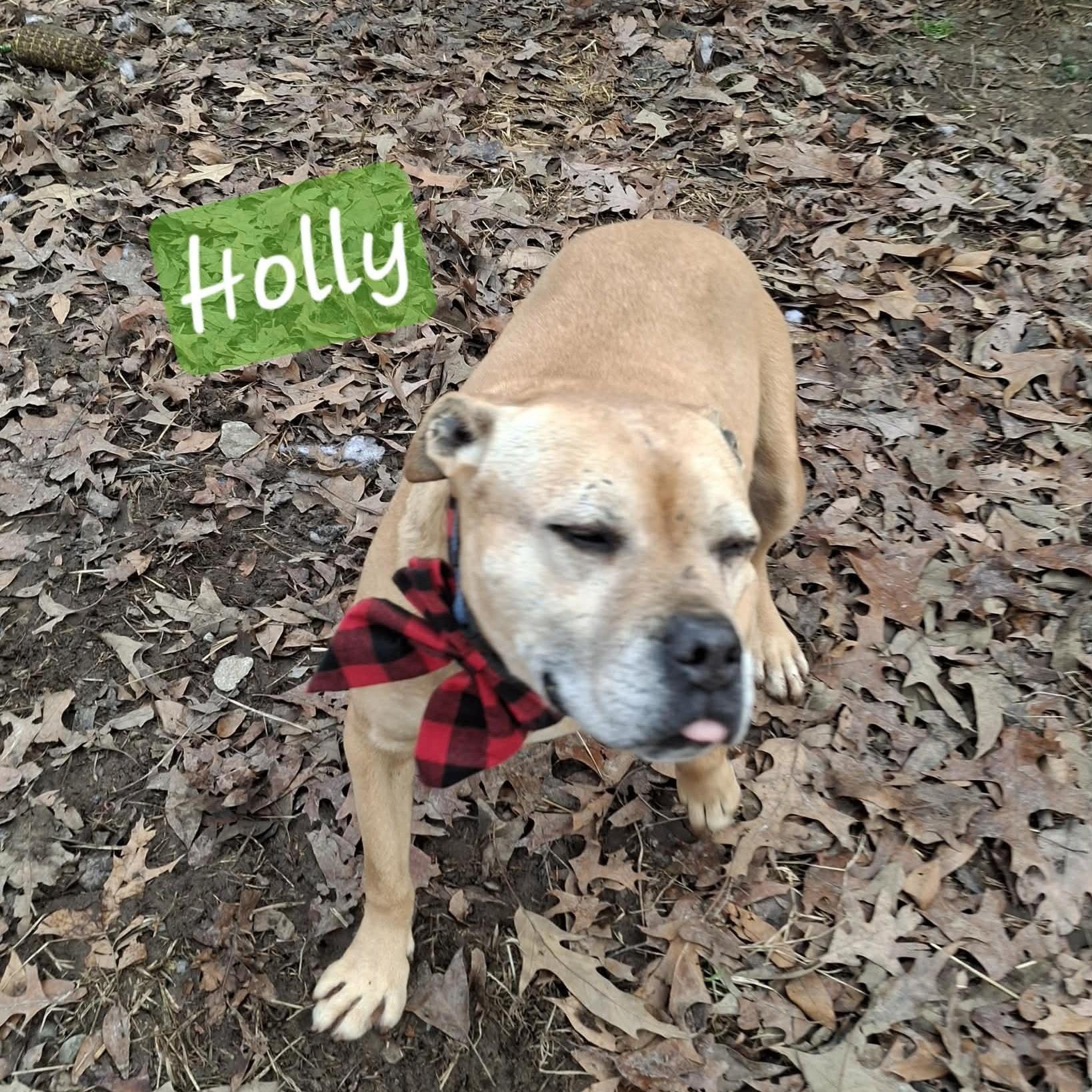 Holly