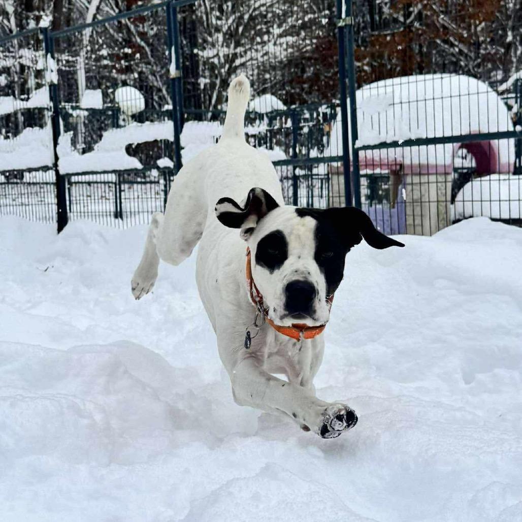 Zeusattending Our Pawsinprison Program