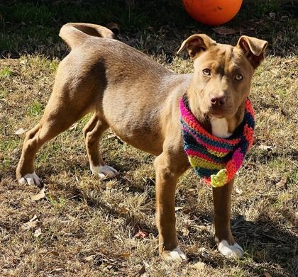 A baby medium-sized female Carolina Dog dog named Jangle $ for adoption in Seneca, SC
