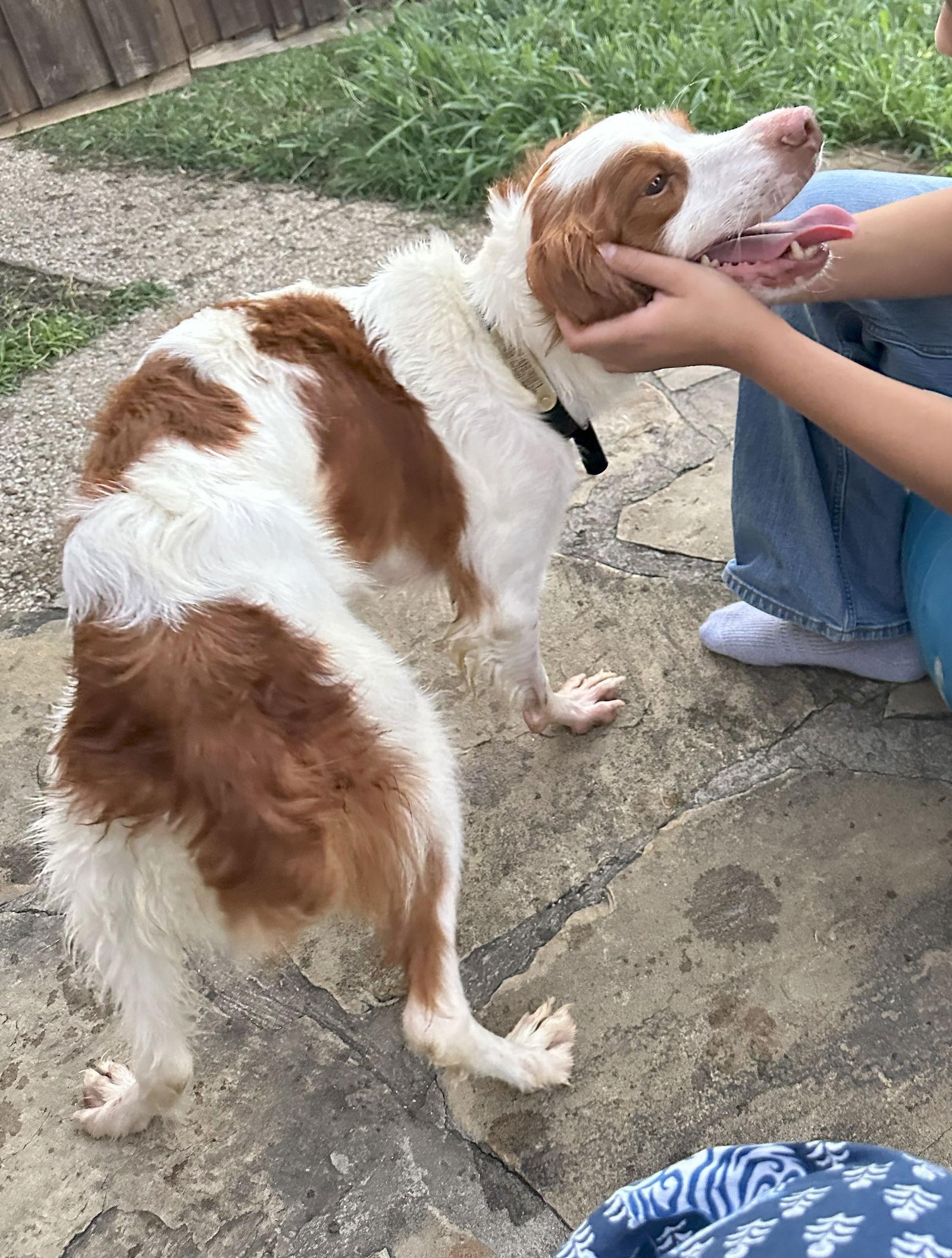 An adult medium-sized male Brittany Spaniel dog named Txgussie for adoption in Baldwinsville, NY