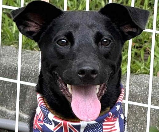 A young medium-sized male Black Mountain Dog dog named Hero for adoption in Hacienda Heights, CA
