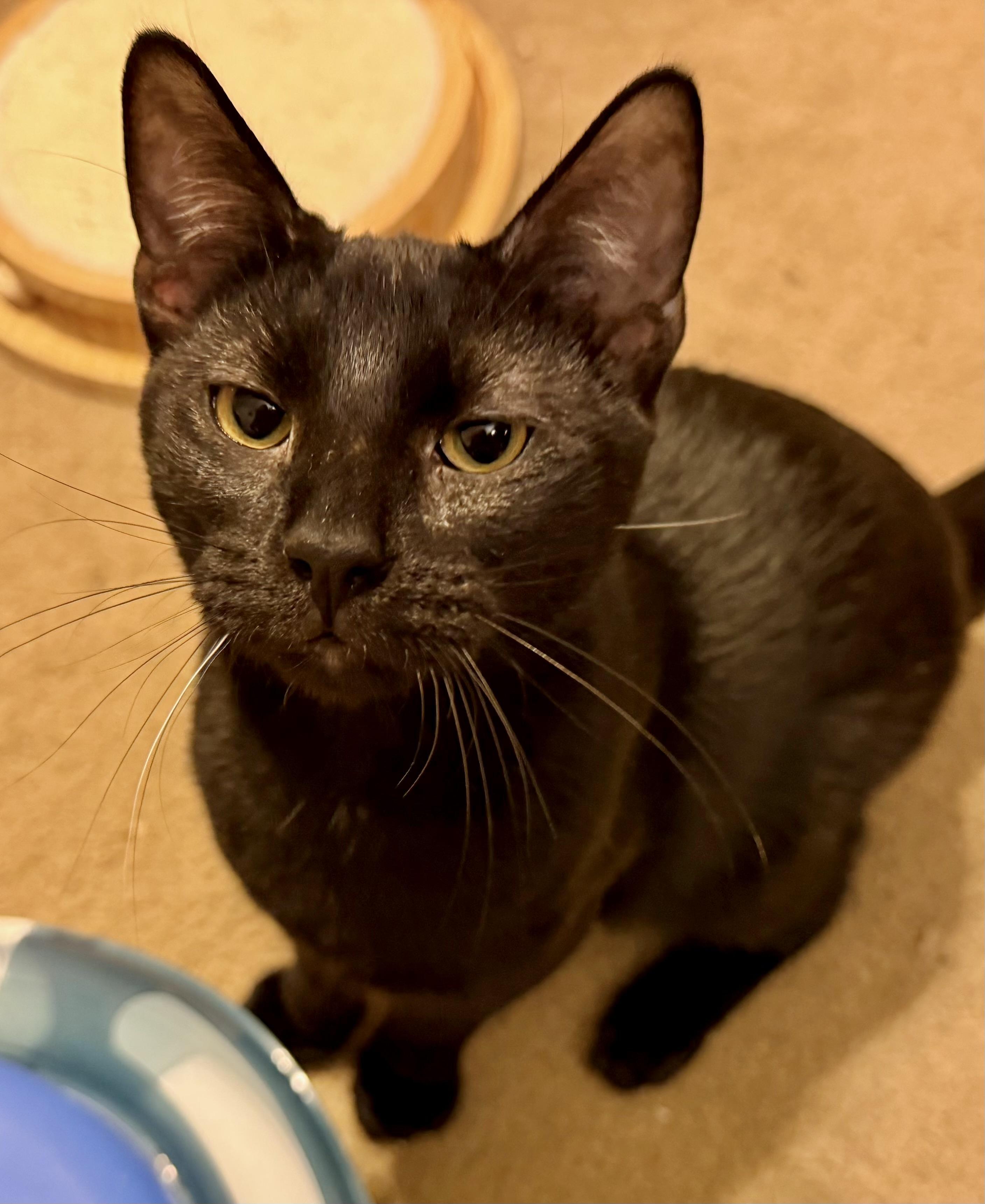 Jesse Portofino Petsmart