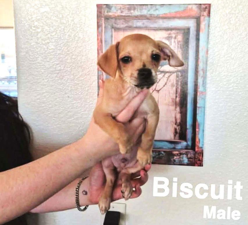Biscuit Dlb In Ri