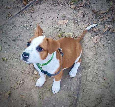 A baby small-sized male Red / Chestnut / Orange Mixed Breed dog named Bobby for adoption in Allen, TX