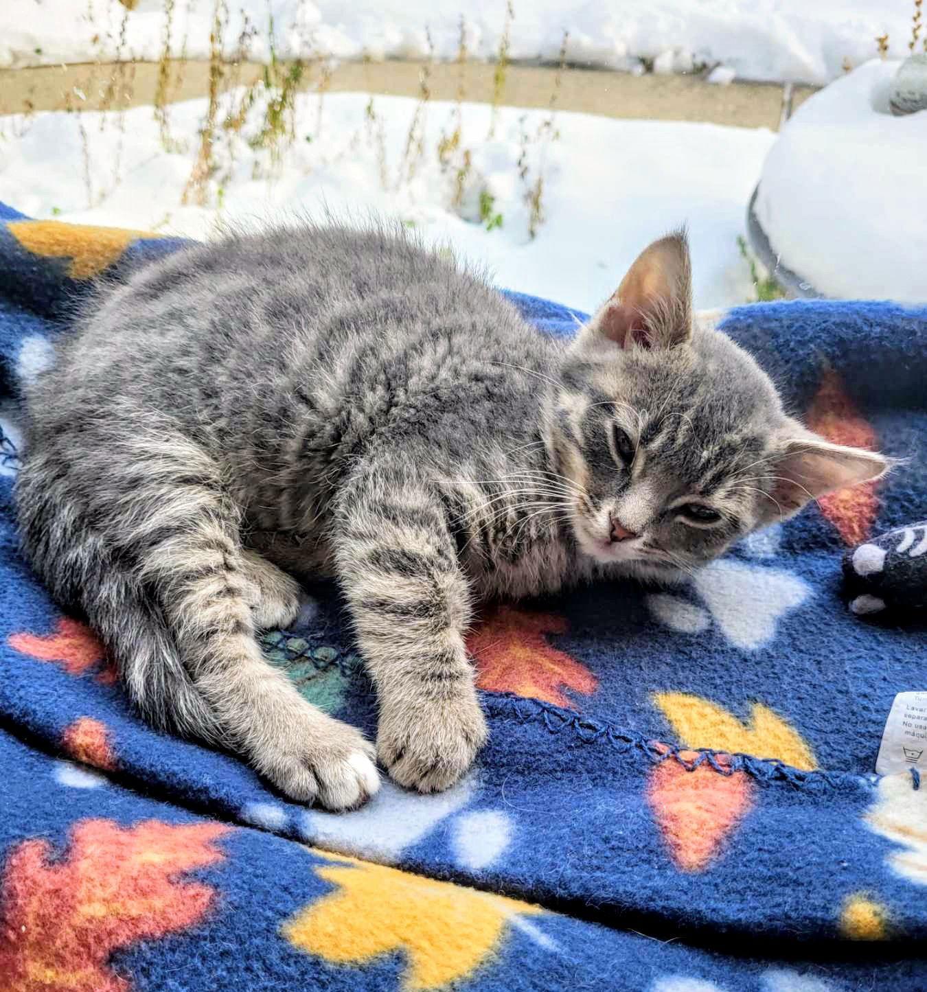 A baby small-sized male Domestic Short Hair cat named Solo for adoption in Livonia, MI