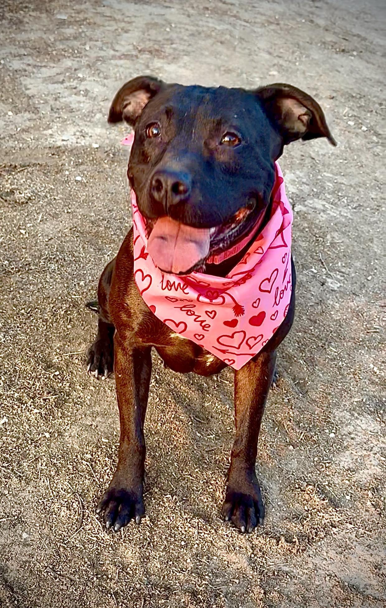 Lumi Sweet Labrador Staffordshire