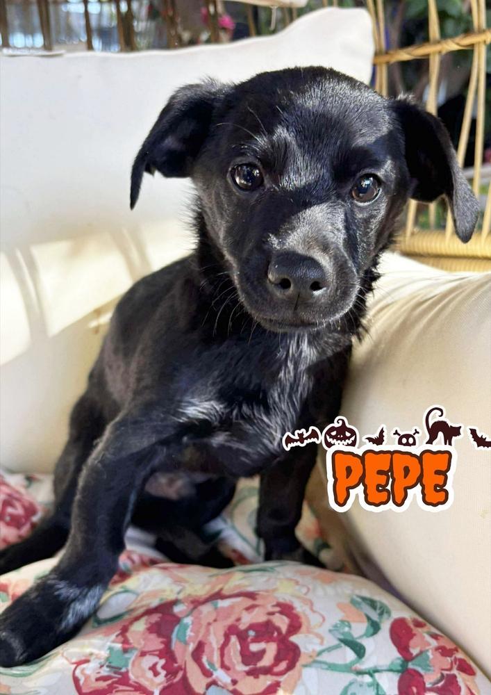 Pepe