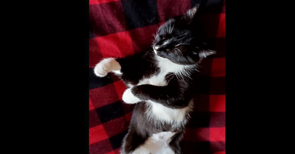 Carolyn's Sheila Aka Sheshe photo 1