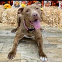 A young medium-sized female Brindle Boxer dog named Carrie for adoption in Richmond, TX