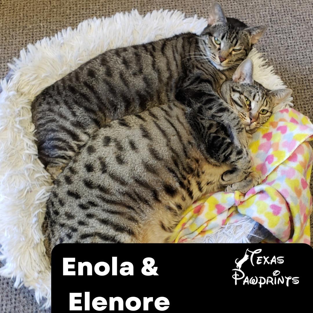 Bonded Enola And Elenore