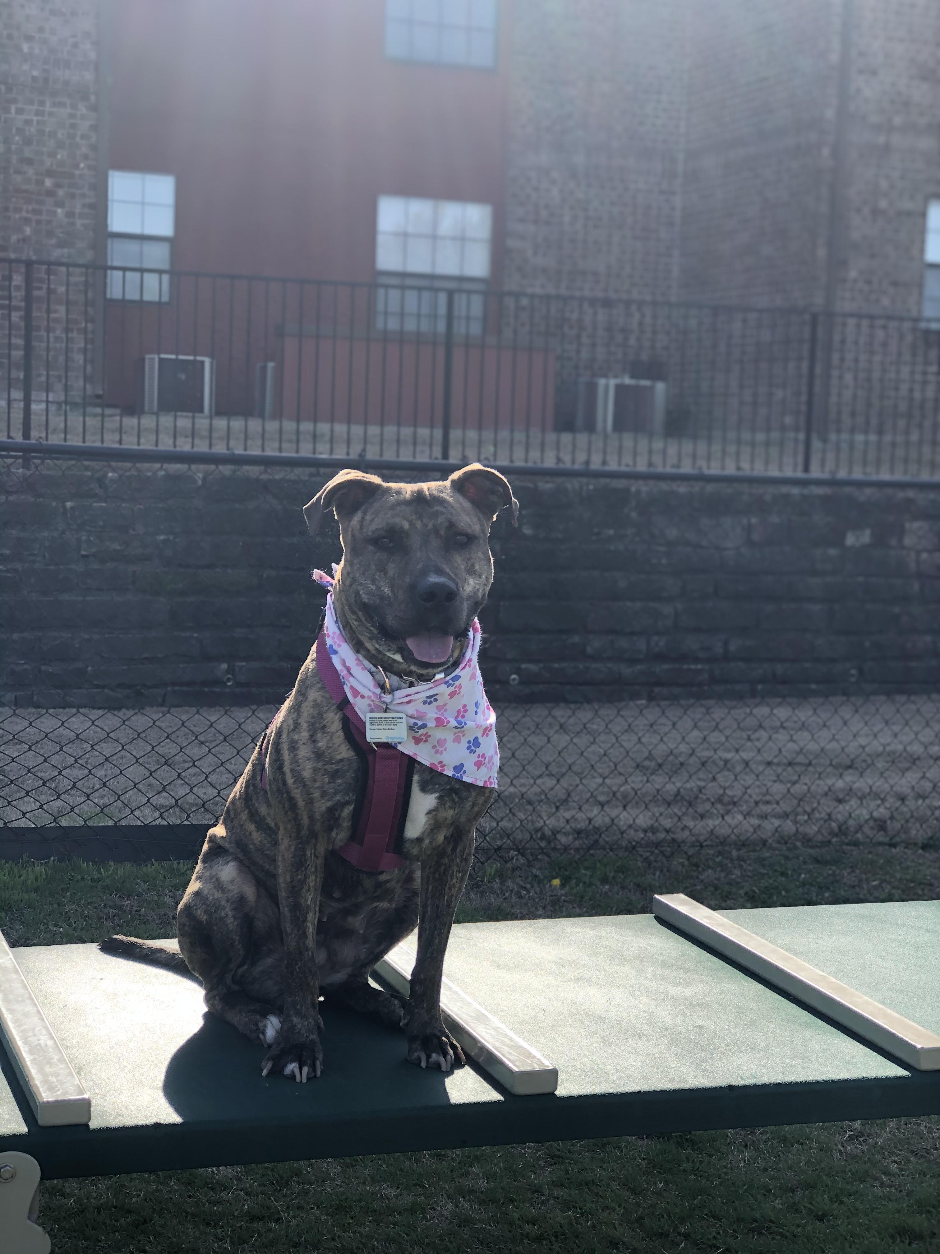 Pickles Courtesy Listing