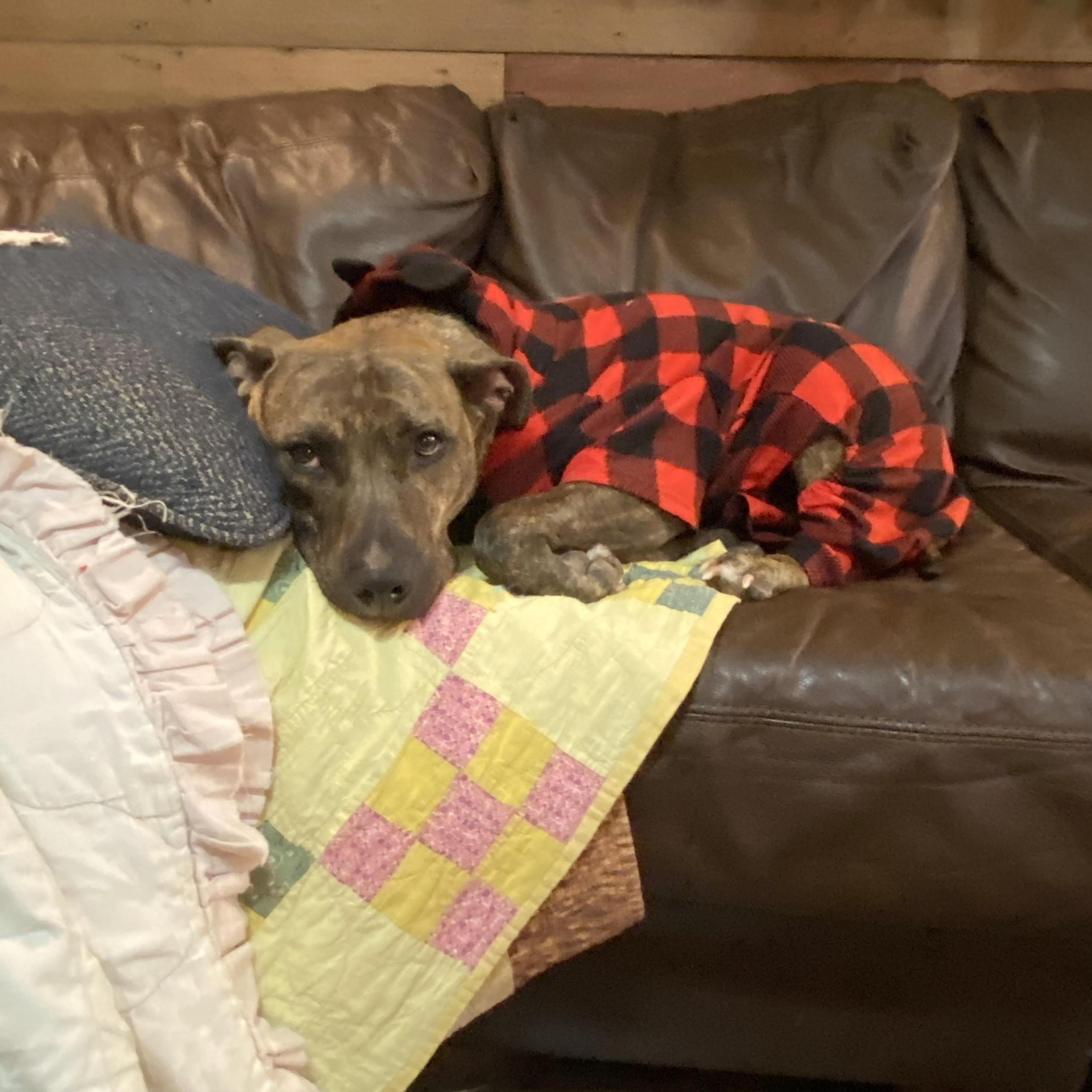 Pickles Courtesy Listing