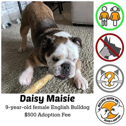 A senior medium-sized female Brown / Chocolate English Bulldog dog named Daisy Maisie for adoption in Bonney Lake, WA